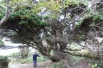 PICTURES/Port Ordford Lifeboat Station Museum/t_Tree2.JPG